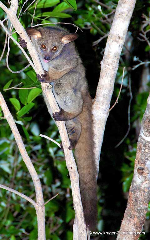 be minimal animal activity bush baby animal. be minimal animal activity