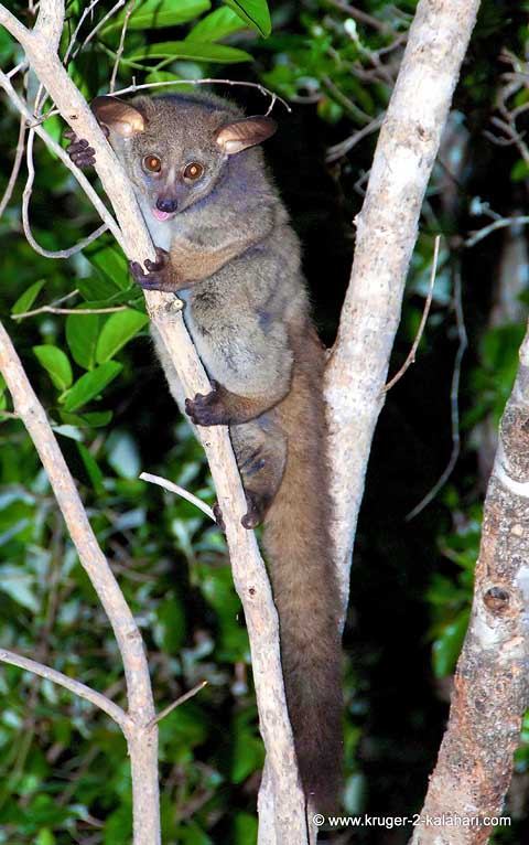 bush baby animal. be minimal animal activity