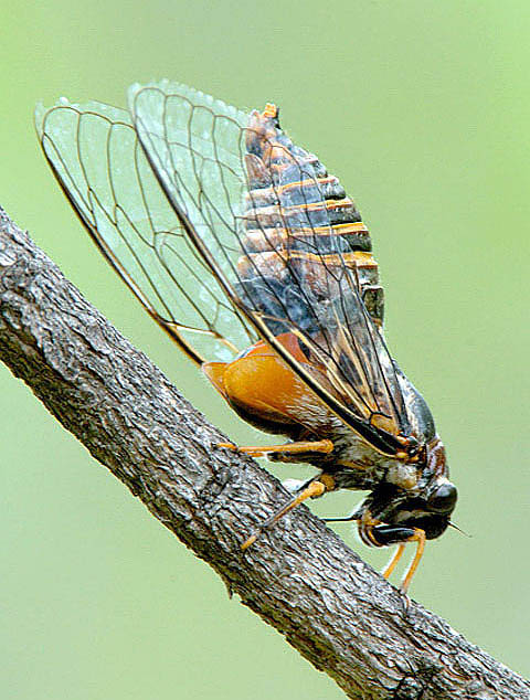 cicada cicada