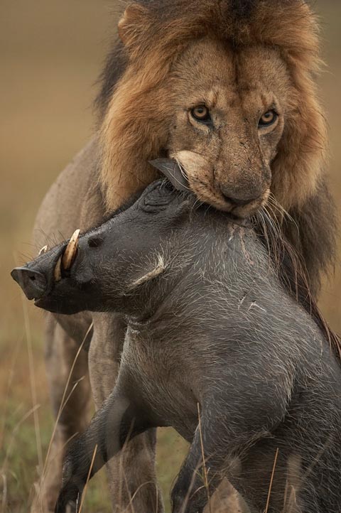 Lion with warthog kill Lion with warthog kill