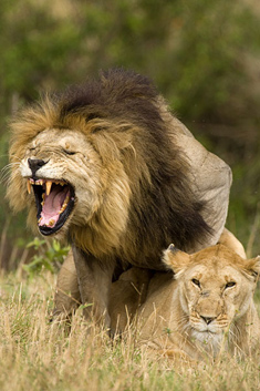 JZ-Mating-lions-235.jpg