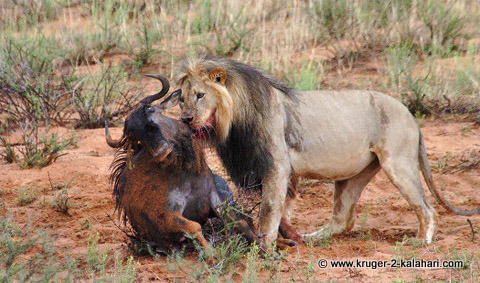Kalahari Lion with wildebeest kill Kalahari Lion with wildebeest kill