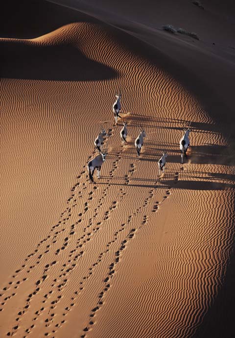 Gemsbok aerial photo Gemsbok aerial photo