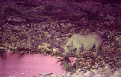Rhino at Okaukuejo waterhole Rhino at Okaukuejo waterhole