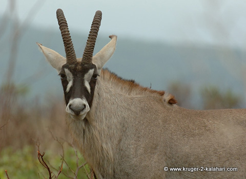 http://www.kruger-2-kalahari.com/images/Roan-comparison-DSC_3776.jpg