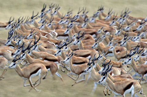 SPRINGBOK-STAMPEDE_MAR2249_IJFR.jpg