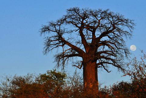 Baobab with moon Baobab with moon