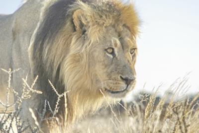 Black-maned lion - King of the Kgalagadi  Black-maned lion - King of the Kgalagadi