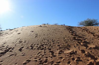 Dune directly in front of the Guest house. Dune directly in front of the Guest house.