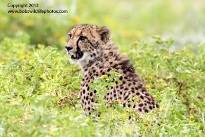 Cheetah  Cheetah