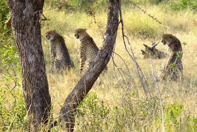 Waiting for dinner to be served Waiting for dinner to be served