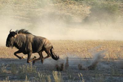 wait for me wait for me