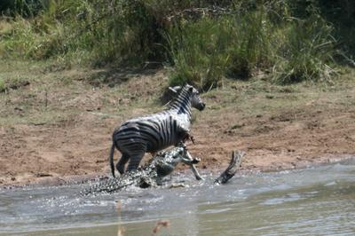 http://www.kruger-2-kalahari.com/images/crocodile-attacks-zebra-21712486.jpg