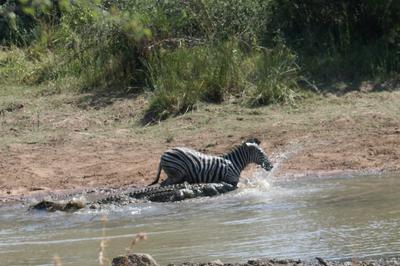 http://www.kruger-2-kalahari.com/images/crocodile-attacks-zebra-21712487.jpg