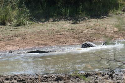 http://www.kruger-2-kalahari.com/images/crocodile-attacks-zebra-21712488.jpg