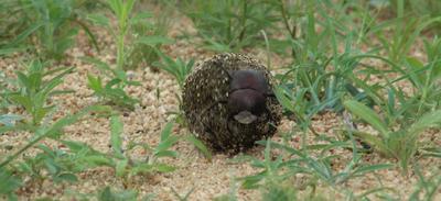 Dung beetle on its way. Dung beetle on its way.