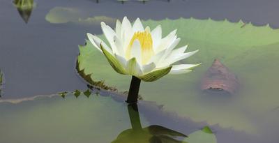 Water Lilly in full glory. Water Lilly in full glory.