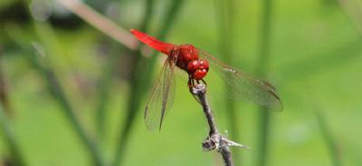 Dragon fly number one.  Dragon fly number one.