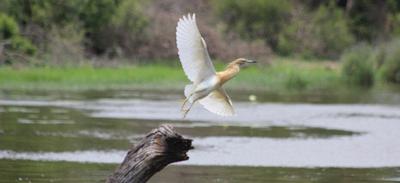 Heron takes of after resting for about an hour. Heron takes of after resting for about an hour.