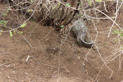 First glance of the Python. First glance of the Python.