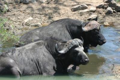 Buffalos at the bridge between Skukuza and Kruger Gate Buffalos at the bridge between Skukuza and Kruger Gate