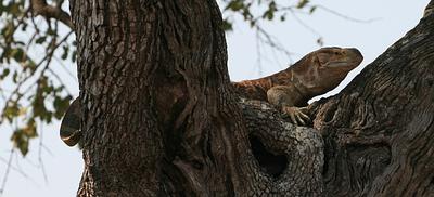 Monitor searching for birds nests Monitor searching for birds nests