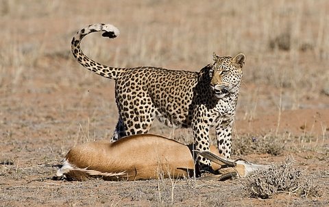 leopard kill in the kgalagadi leopard kill in the kgalagadi