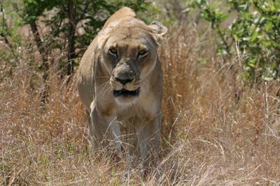 Lioness disturbed in her rest. Lioness disturbed in her rest.