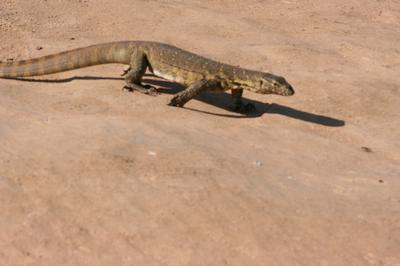 Leguaan on the prowl all along the edge of the water. Leguaan on the prowl all along the edge of the water.