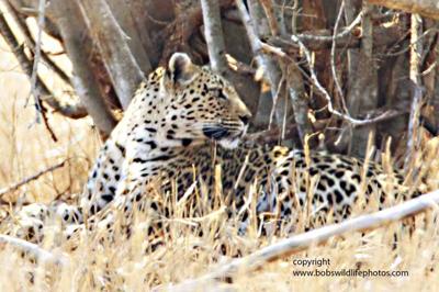 Leopard first notices something... Leopard first notices something...