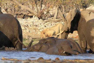 Lions and elephant 1 Lions and elephant 1