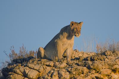 Lion on dune Lion on dune