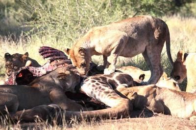 Lion on Giraffe kill Lion on Giraffe kill
