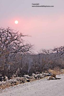 Leopard with sun behind Leopard with sun behind