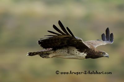 martial-eagle-in-flight-21280473.jpg