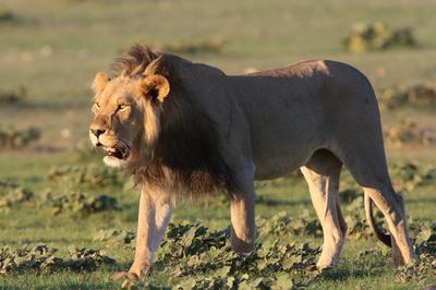 Coming in to the hole Coming in to the hole