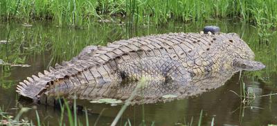 Old biggy croc with his tracking device. Old biggy croc with his tracking device.