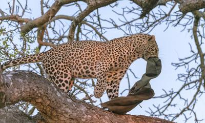 Leopard with my jacket! Leopard with my jacket!