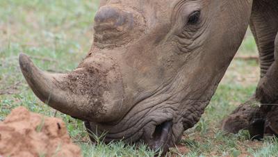 Changed my approach of photographing Rino Changed my approach of photographing Rino