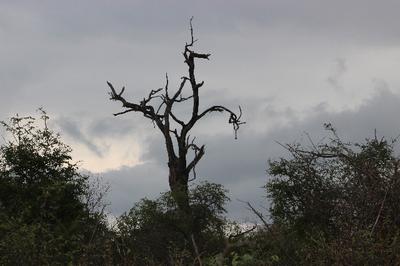 What if this tree was able to talk, what stories would be heard. What if this tree was able to talk, what stories would be heard.