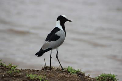 Blacksmith Plover photographed at the edge of Sunset Dam. Blacksmith Plover photographed at the edge of Sunset Dam.