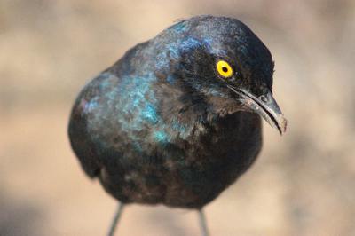 Glossy Starling begging for a morsel Glossy Starling begging for a morsel