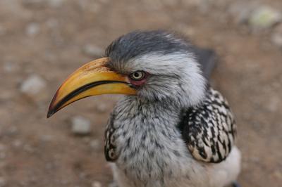 Yellow Hornbill with that serious stare. Yellow Hornbill with that serious stare.