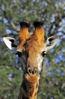 Giraffe portrait Giraffe portrait