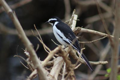 African Pied Wagtail   African Pied Wagtail