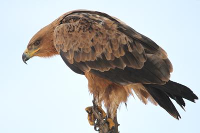 Tawny or Vulture? Tawny or Vulture?