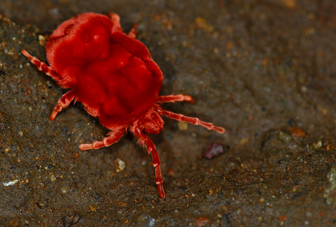 velvet mite velvet mite