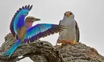 Balckshouldered Kite and Purple Roller Interaction in the Kruger National Park