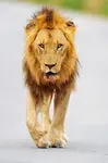 lion walking in road
