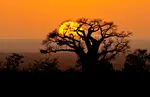 TPE baobab sunrise